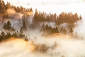 Bible-Verses-on-Peace-Evergreen